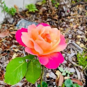 Meet your Posher, Sand